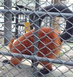 Ŏ