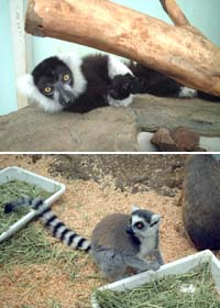 Zoo-ZoonEX